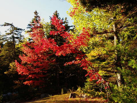 Fall on the Kancamagus highway #11