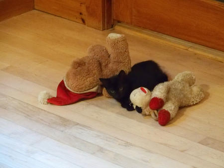 I claim these dog toys