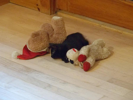 I claim these dog toys #2