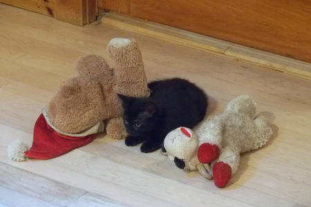 I claim these dog toys #3