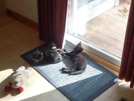 Enjoying a bit of sun #2