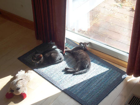 Enjoying a bit of sun #3