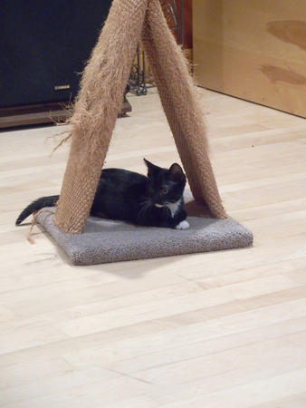 Kitten pyramid power