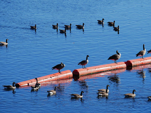 Canadian Geese #3