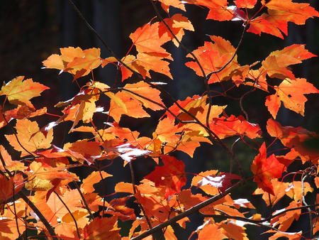 Red fall leaves