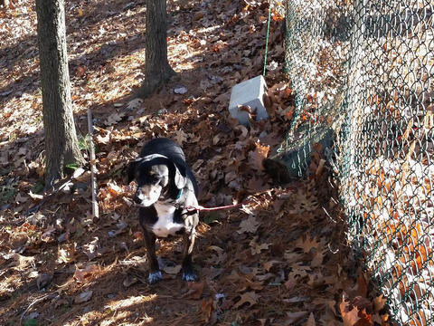 Sophie on the wrong side of the fence
