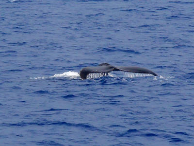 Whale tail