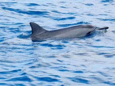 Hawaiian spinner dolphins