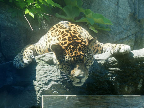 Jaguar
