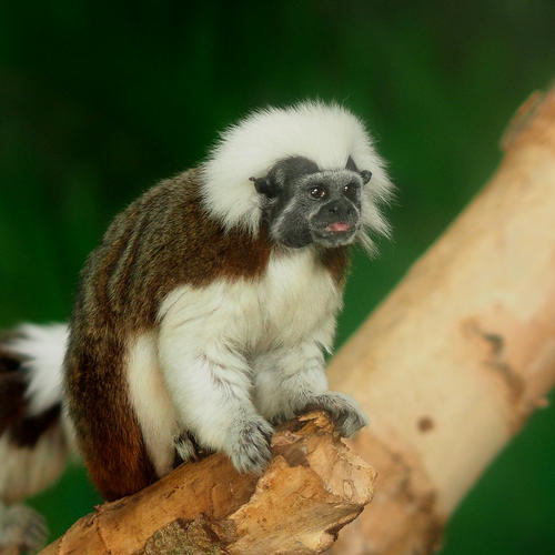 Cotton-Top Tamarin