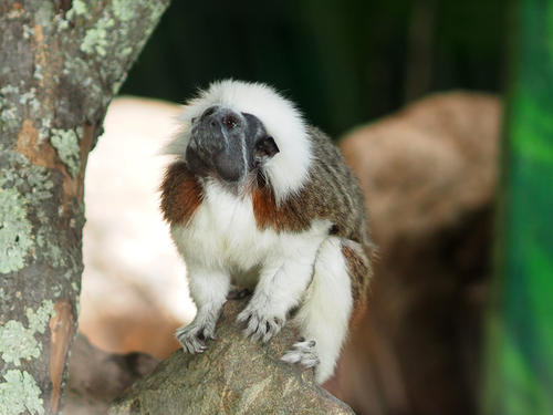 Cotton-Top Tamarin #3