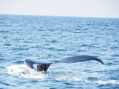 Whale tail #4