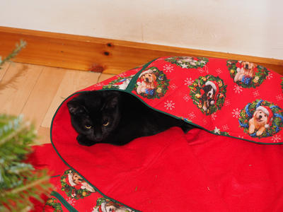 Diana, the Christmas Kitty #2