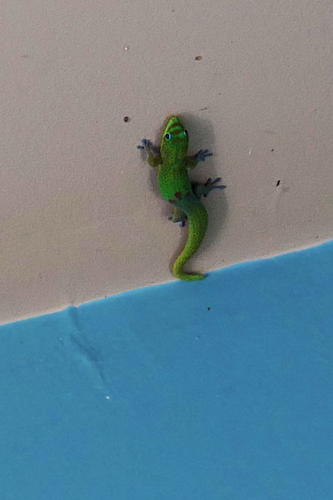 Gecko at the Coffee Shack