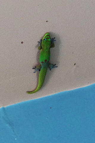 Gecko at the Coffee Shack #2