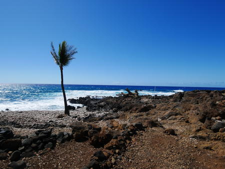 Tree and ocean