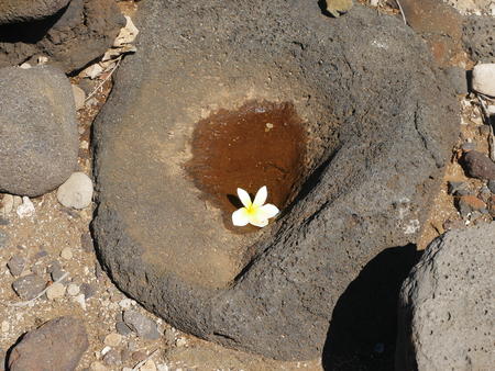 Lily in stone bucket