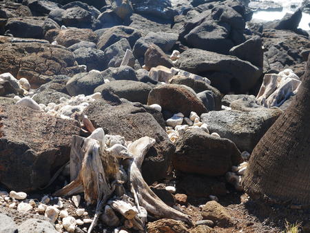 Driftwood and stones