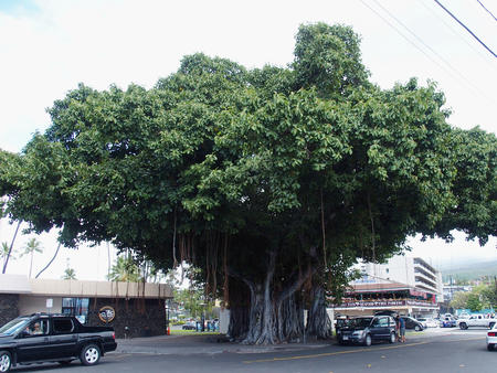 Large tree