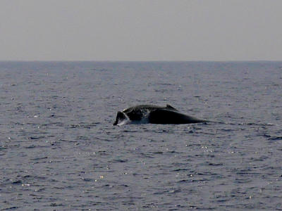 Whale surfacing
