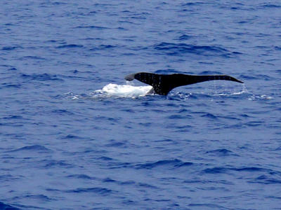Whale tail #2