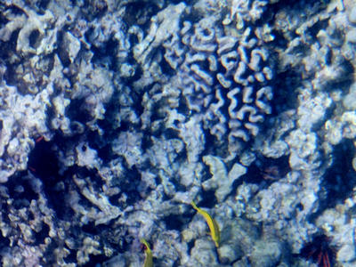 Underwater coral