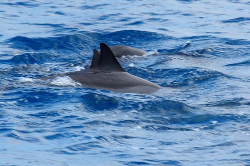 Hawaiian spinner dolphins