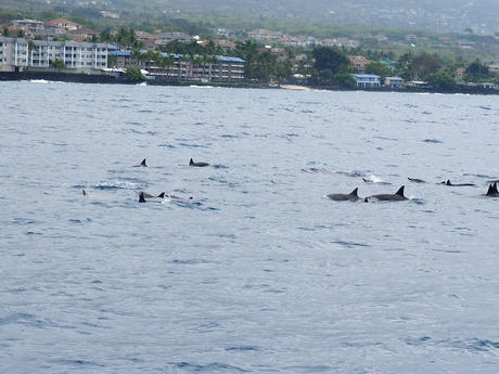 Hawaiian spinner dolphins #4