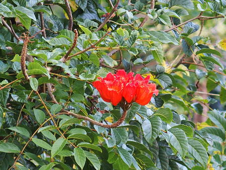 Red flower
