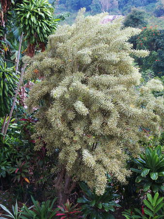 Hawaiian bush