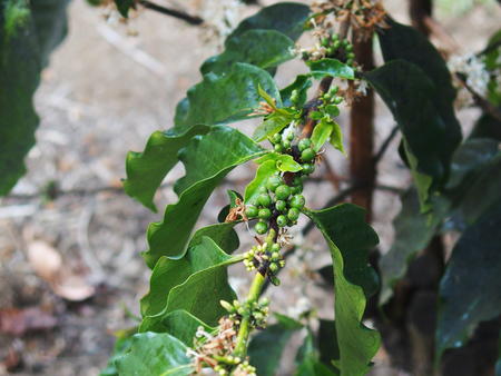 Coffee berries
