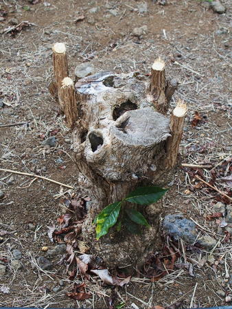 Coffee bush pruned for new growth