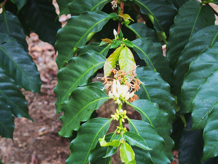 Coffee flowers