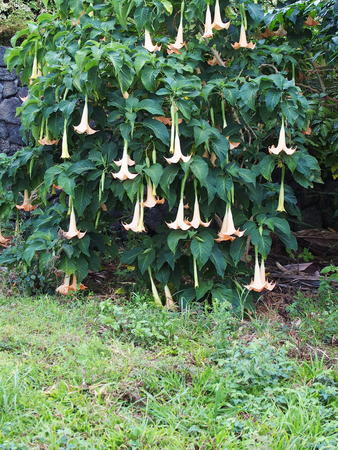Angel's Trumpet flowers