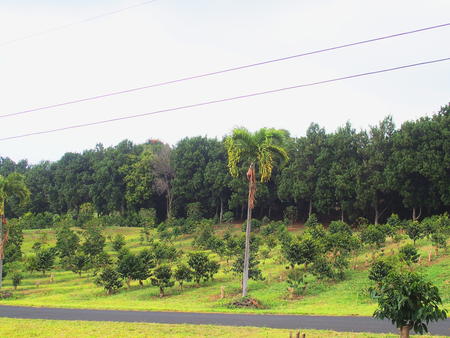 Macadamia trees