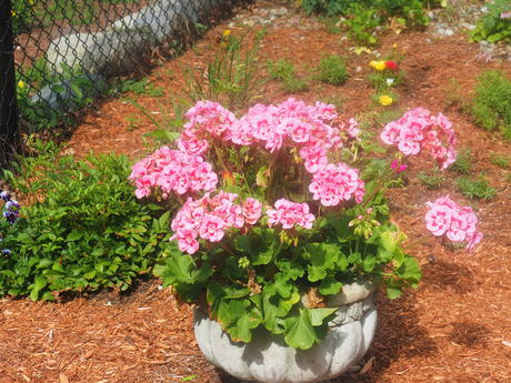 Geraniums