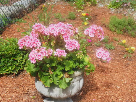 Geraniums #2