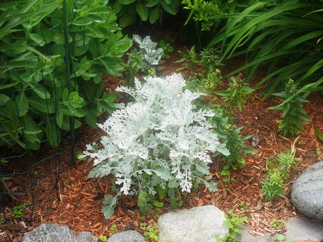 Dusty Miller