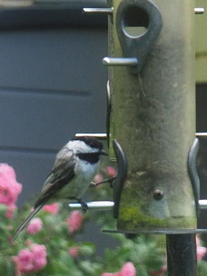 Chickadee