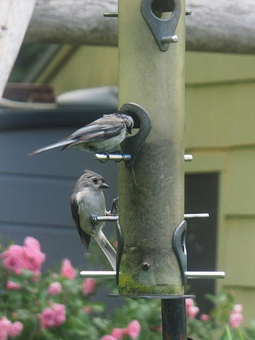 Chickadee and Titmouse