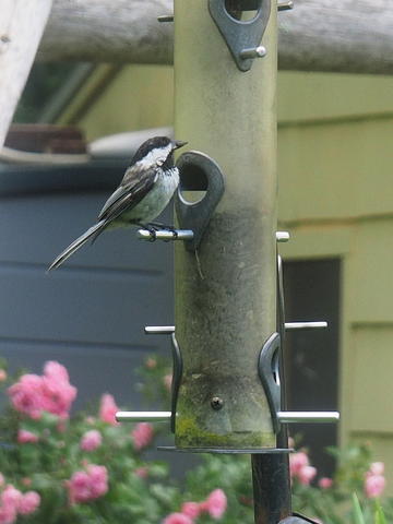 Chickadee #2