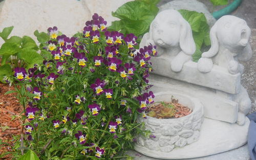 Johnny Jump Ups and statue #3