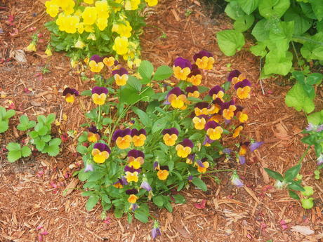 Johnny Jump Ups and Violets