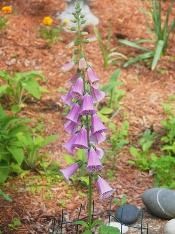 Foxglove