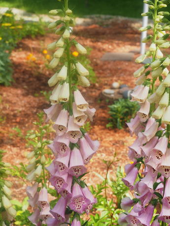 Foxglove #4