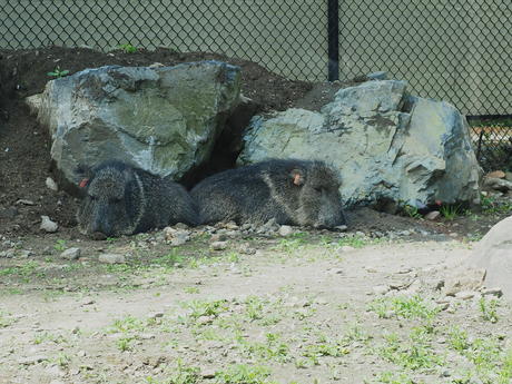 Chacoan Peccary #2