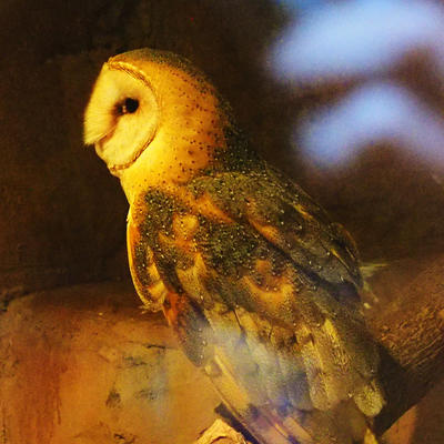 Barn owl