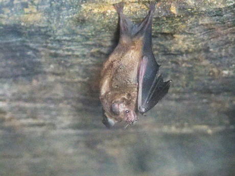 Bat