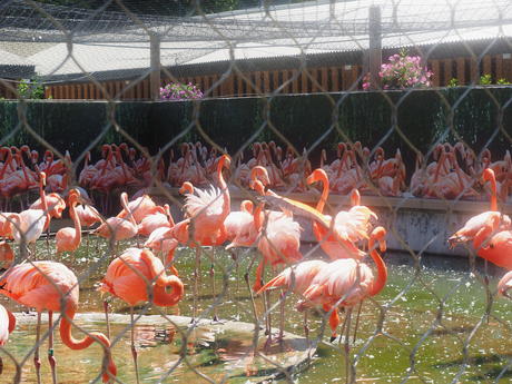 Caribbean Flamingos