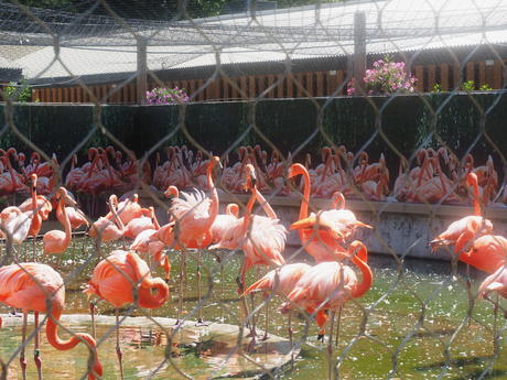 Caribbean Flamingos #2